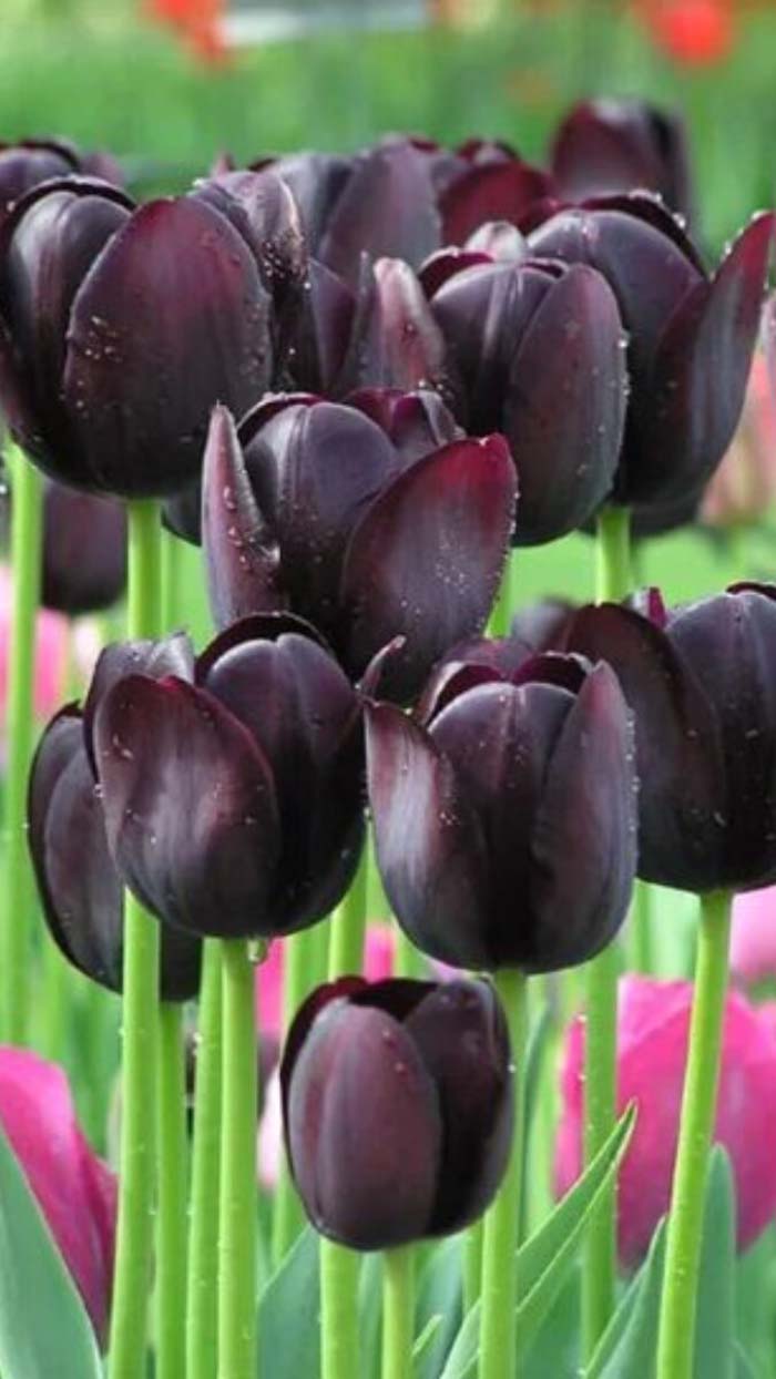 ảnh hoa tulip