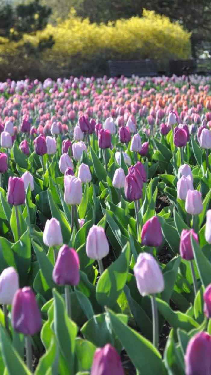 Ảnh hoa tulip buổi sáng sớm