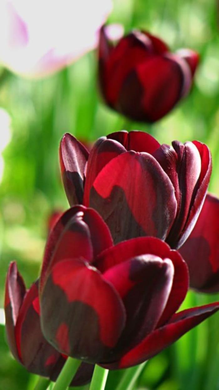 Ảnh hoa tulip