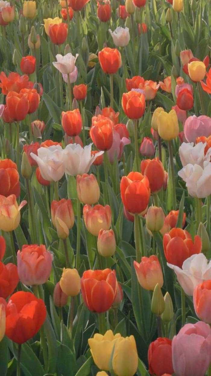 Những bức ảnh hoa Tulip được yêu thích nhất