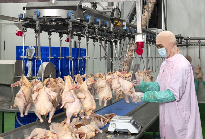 Thời điểm vàng để ngành chăn nuôi chuyển mình mạnh mẽ - Chăn nuôi Việt Nam