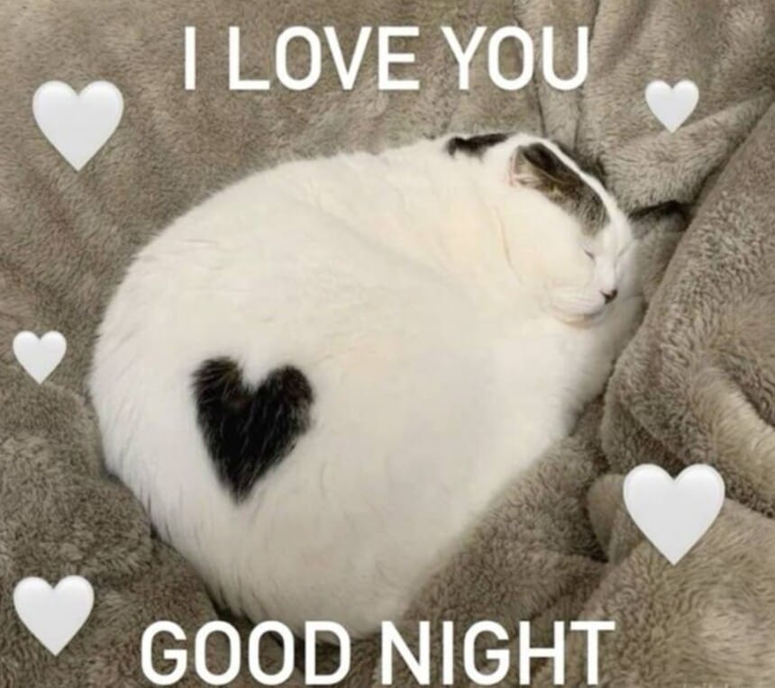 Meme này sẽ là lựa chọn lý tưởng giúp bạn thể hiện tình cảm của mình