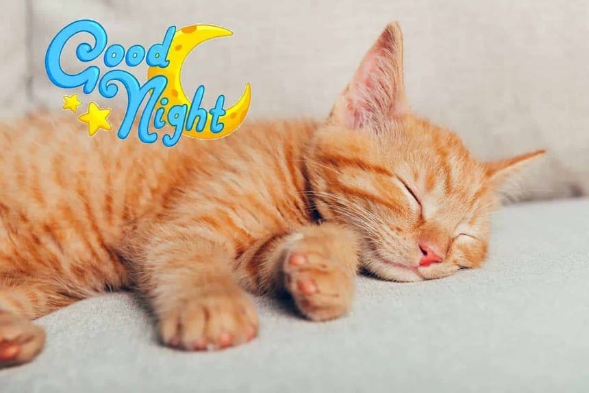 Meme chúc ngủ ngon đáng yêu