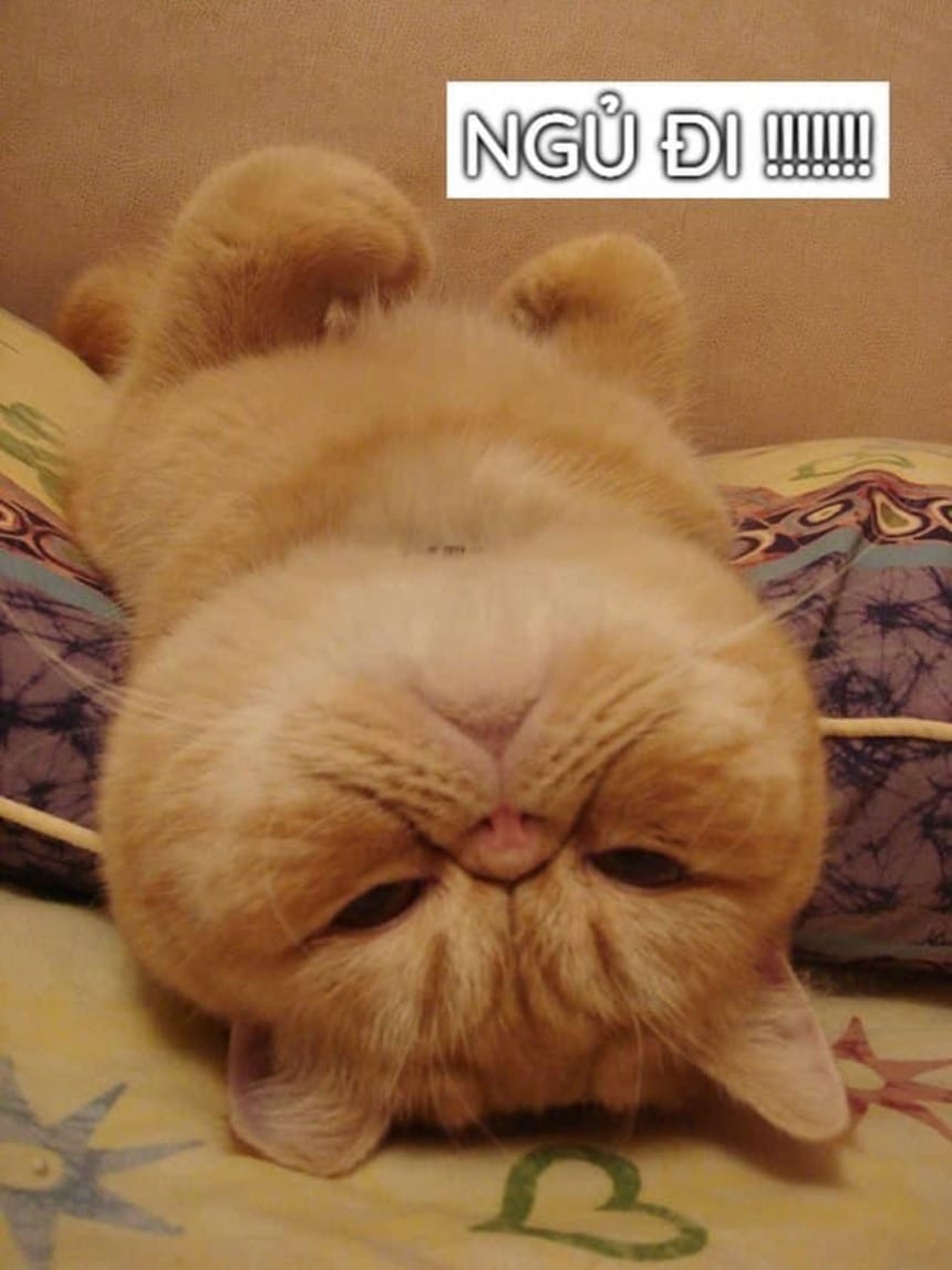 Meme ngủ ngon độc đáo là nhịp cầu kết nối một cách sáng tạo giữa bạn bè hay người yêu