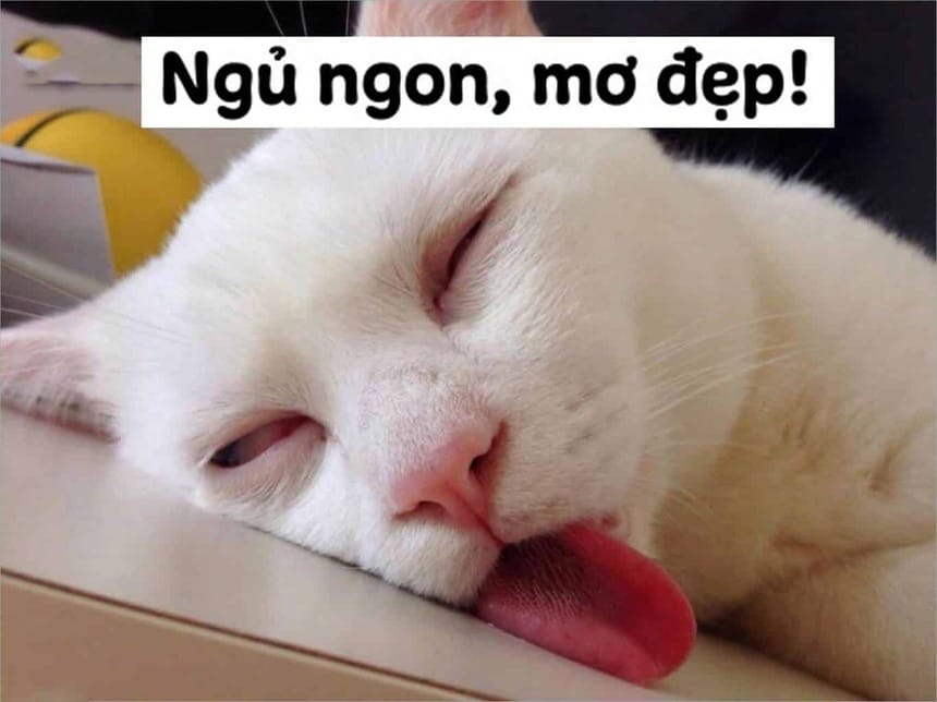 Meme chúc ngủ ngon đầy vui nhộn của chú mèo