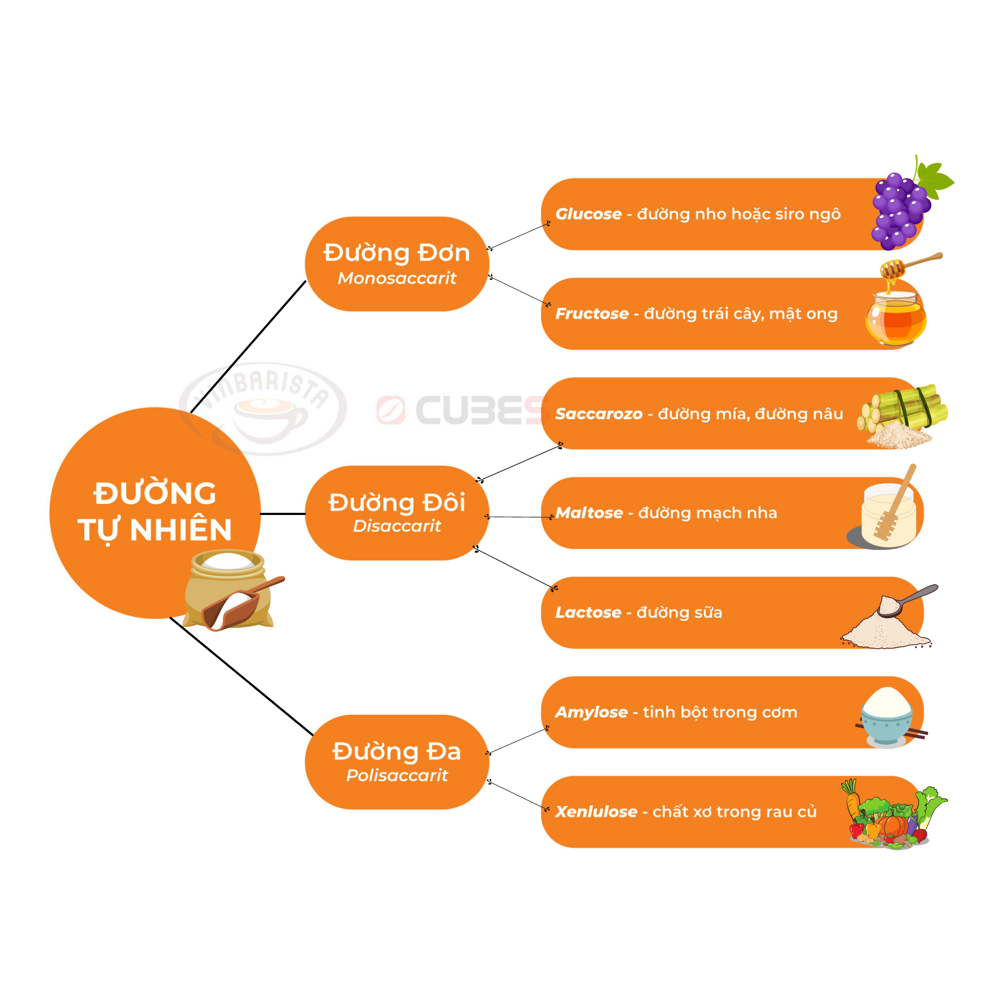 Kiến thức bạn cần biết về các loại đường phổ biến và tác động đối với cơ thể