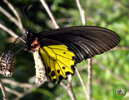 Cấu trúc quần xã côn trùng ở Tràng An – Ninh Bình