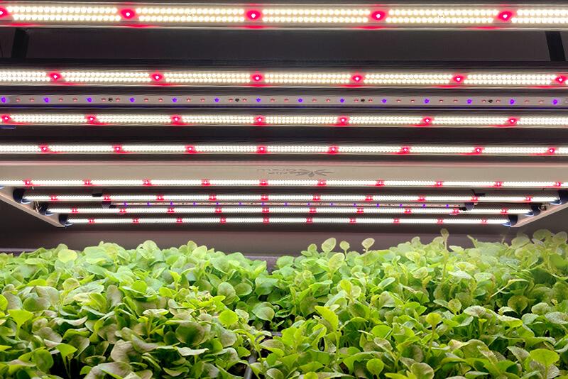 đèn led trồng cây