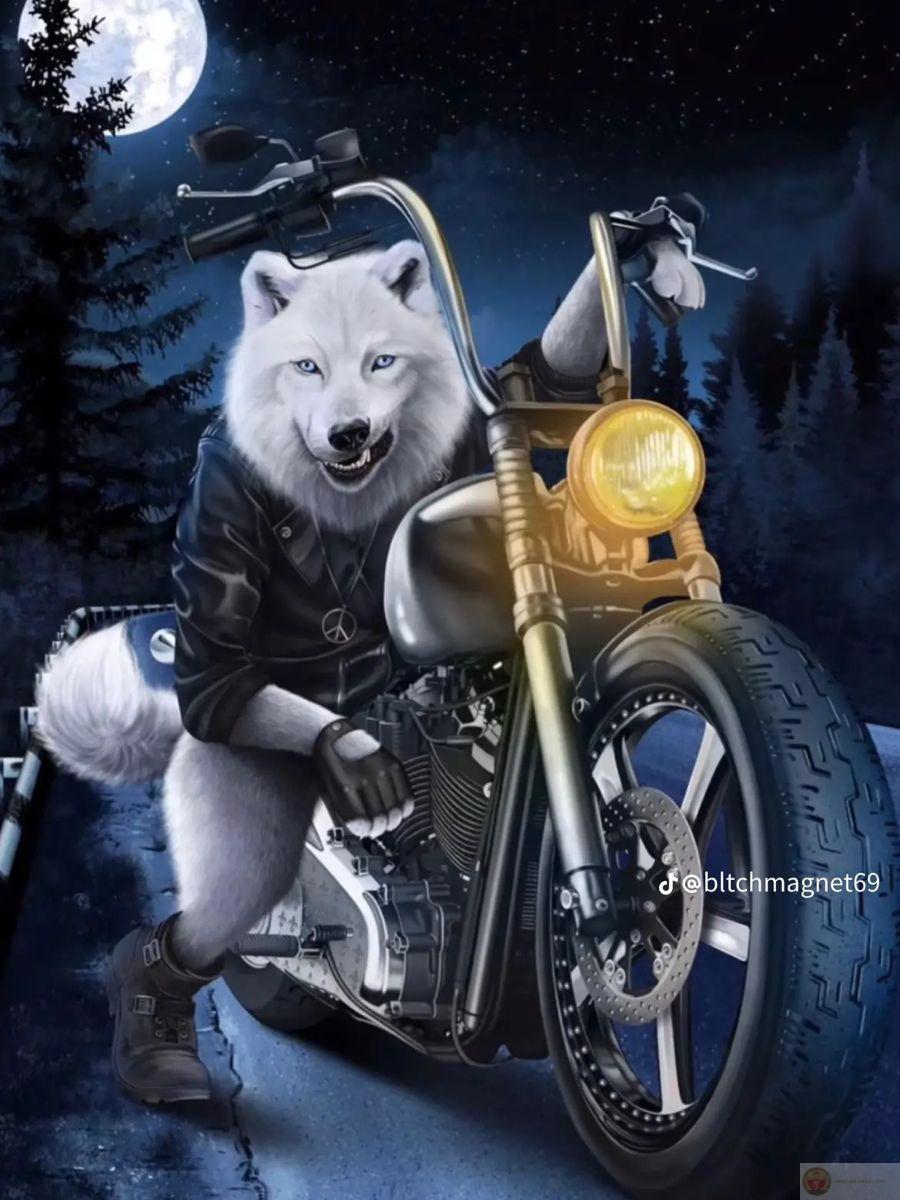 Sói già cô độc meme thường gắn với những câu troll hóm hỉnh khiến ai cũng cười