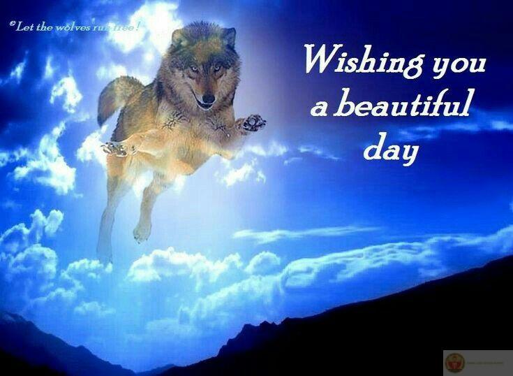 Sói cô độc meme thể hiện sự kết hợp giữa dữ dằn và ngộ nghĩnh thú vị