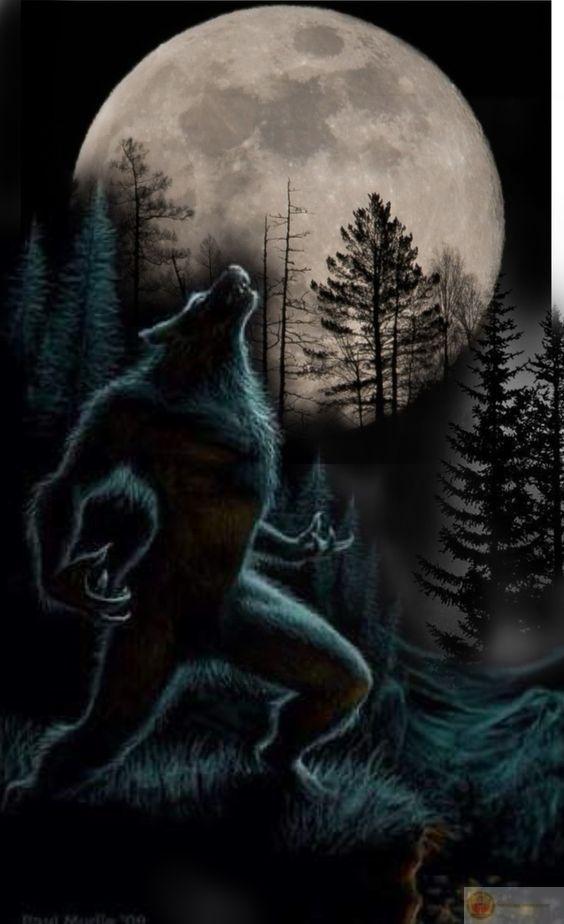 Sói già cô độc meme làm cho câu chuyện thường ngày trở nên buồn cười hơn