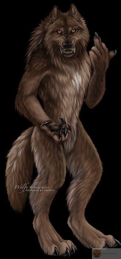 Sói già cô độc meme mang đến cho cộng đồng tiếng cười ngộ nghĩnh tự nhiên