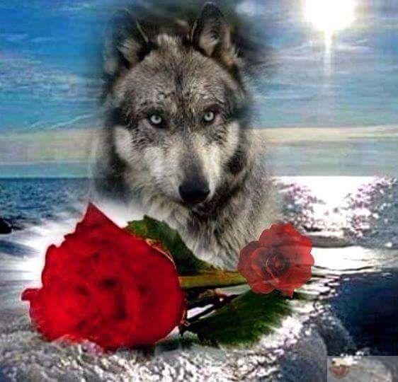 Ảnh chế sói cô độc tạo điểm nhấn hài hước trong những cuộc trò chuyện mạng