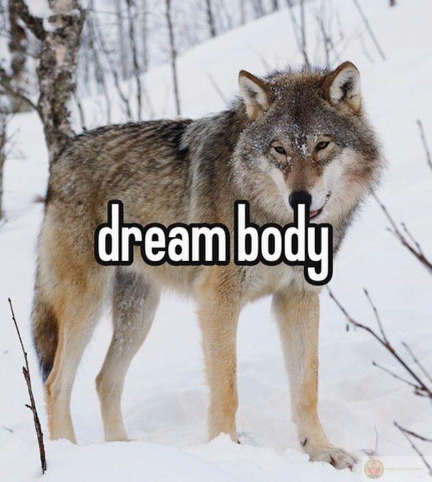 Ảnh sói cô độc meme lan truyền mạnh vì tính hài hước tự nhiên trong nội dung