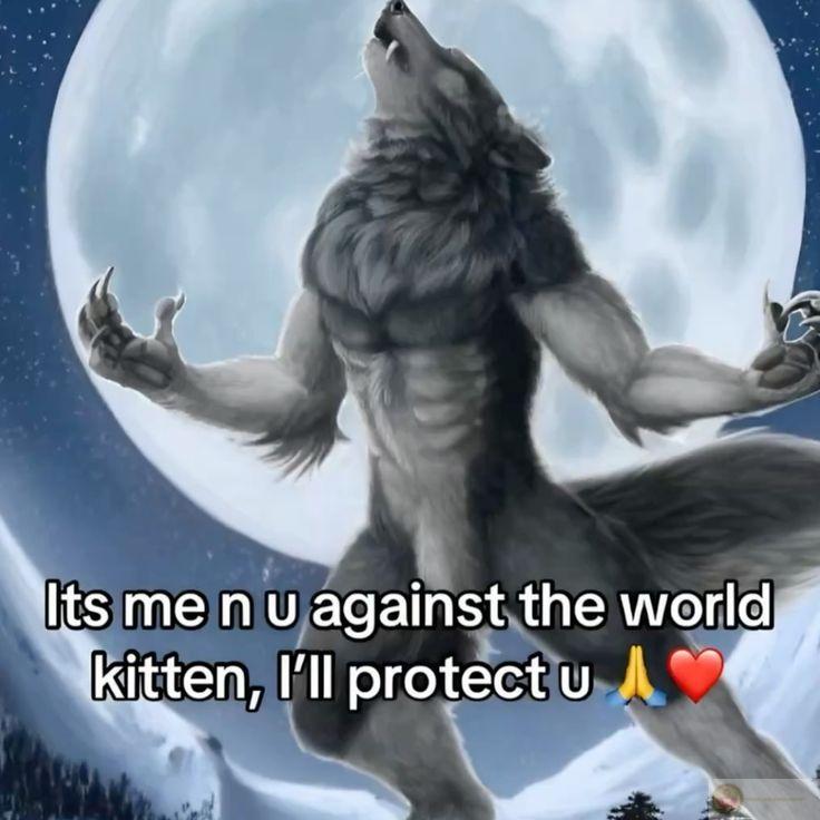 Sói hoang cô độc meme được xem là biểu tượng hài hước độc đáo trong chế ảnh