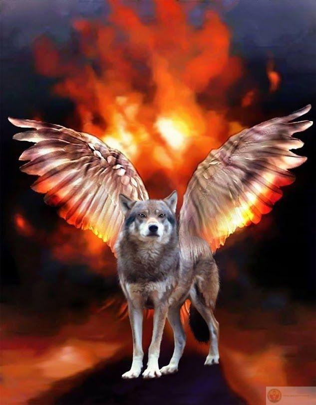 Ảnh sói cô độc meme trở thành lựa chọn quen thuộc trong các bài đăng vui nhộn