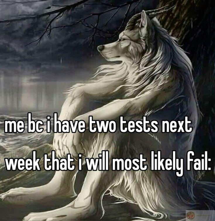 Con sói cô độc meme khắc họa sự