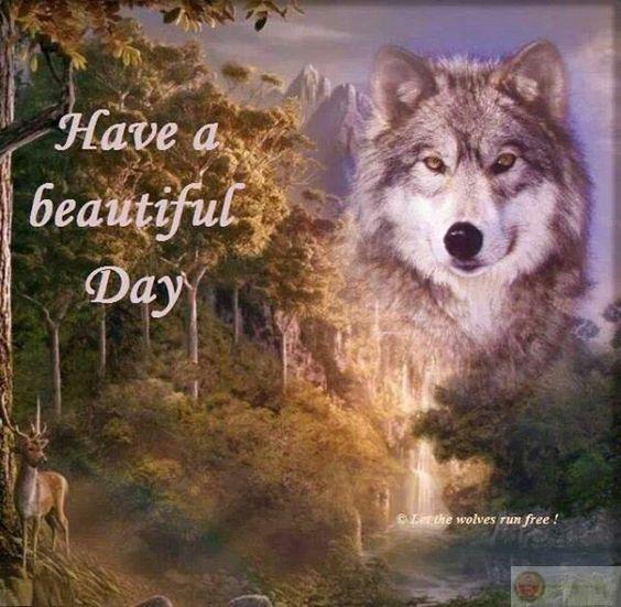 Con sói cô độc meme phản ánh sự đối lập hài hước giữa vẻ ngoài và nội dung