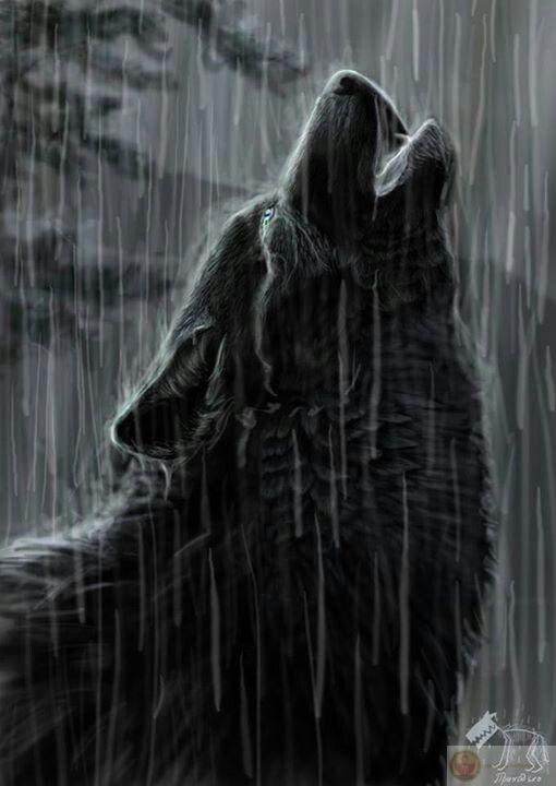 Sói hoang cô độc meme là minh chứng cho sự sáng tạo bất tận trong chế ảnh