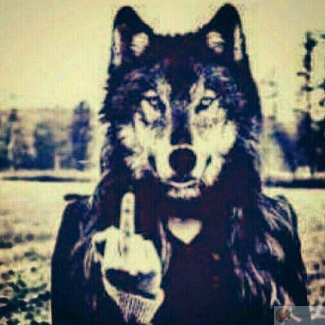 Sói cô độc meme nhảy gợi nên những tình huống hài hước không ai ngờ tới