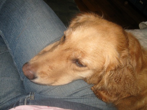 Honey the golden retriever puts her head on my leg.