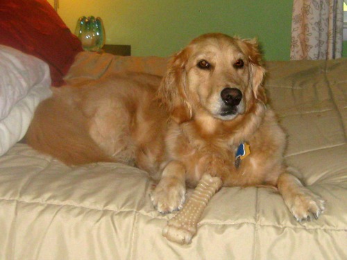 Do Dogs Understand Us Better Than We Understand Them?