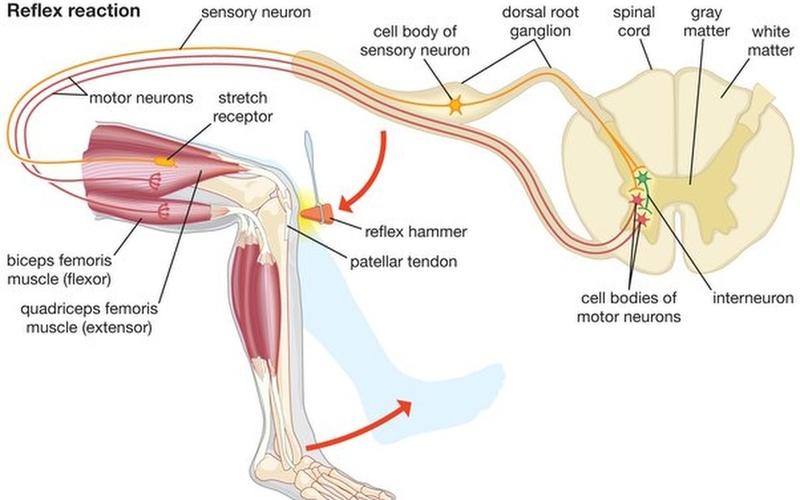 Phản xạ không điều kiện là gì và tại sao nó quan trọng? 2
