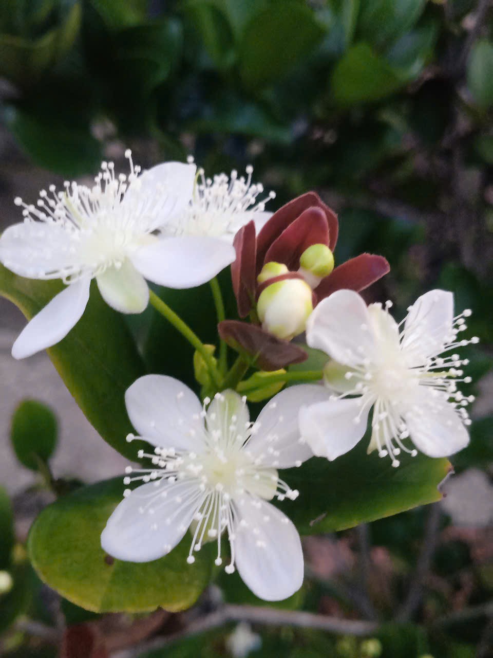 Hoa cây Cherry Brazil