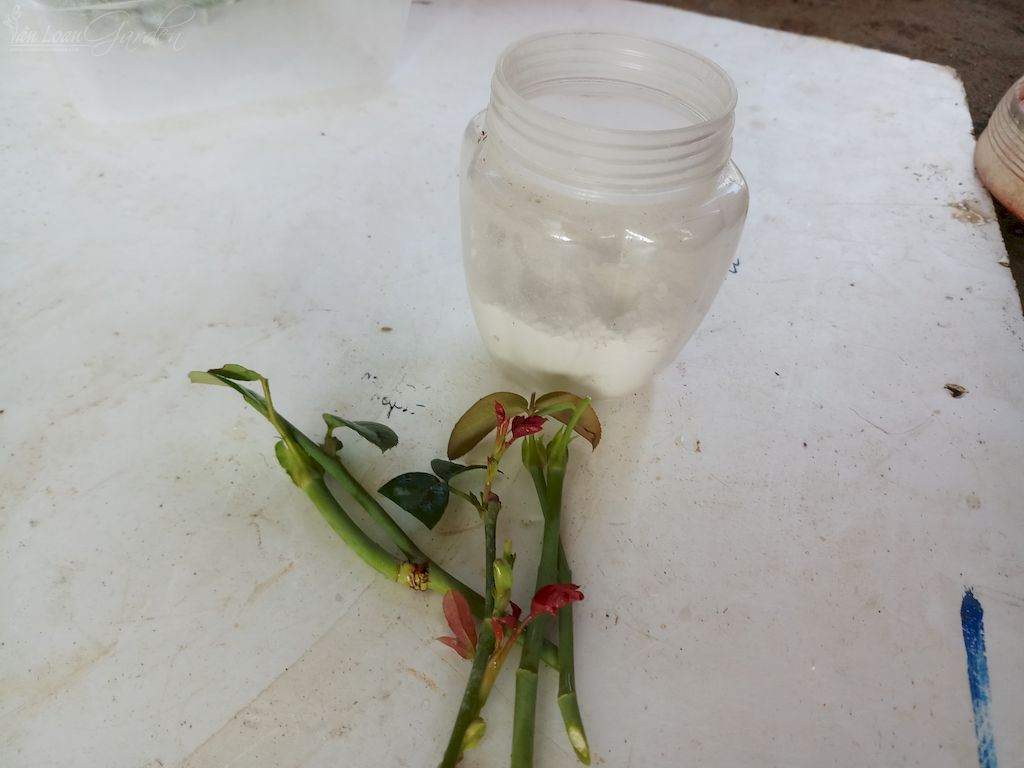 bot-kich-ra-re-israel-pootinng-power-hormoril6