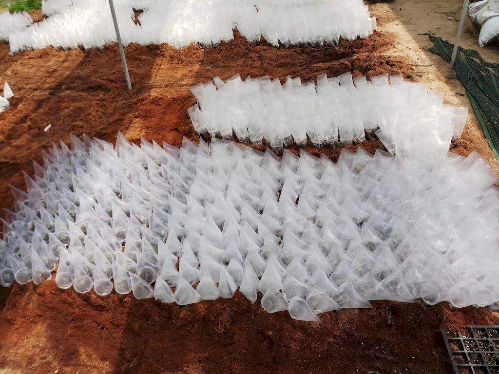 nhà-mủ-giâm-cành-hoa-hồng-2