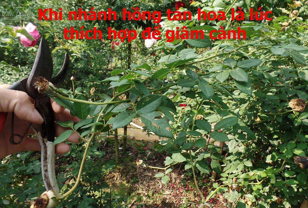 Kich-ra-re-giam-canh-hong-Homoril-Israel 4