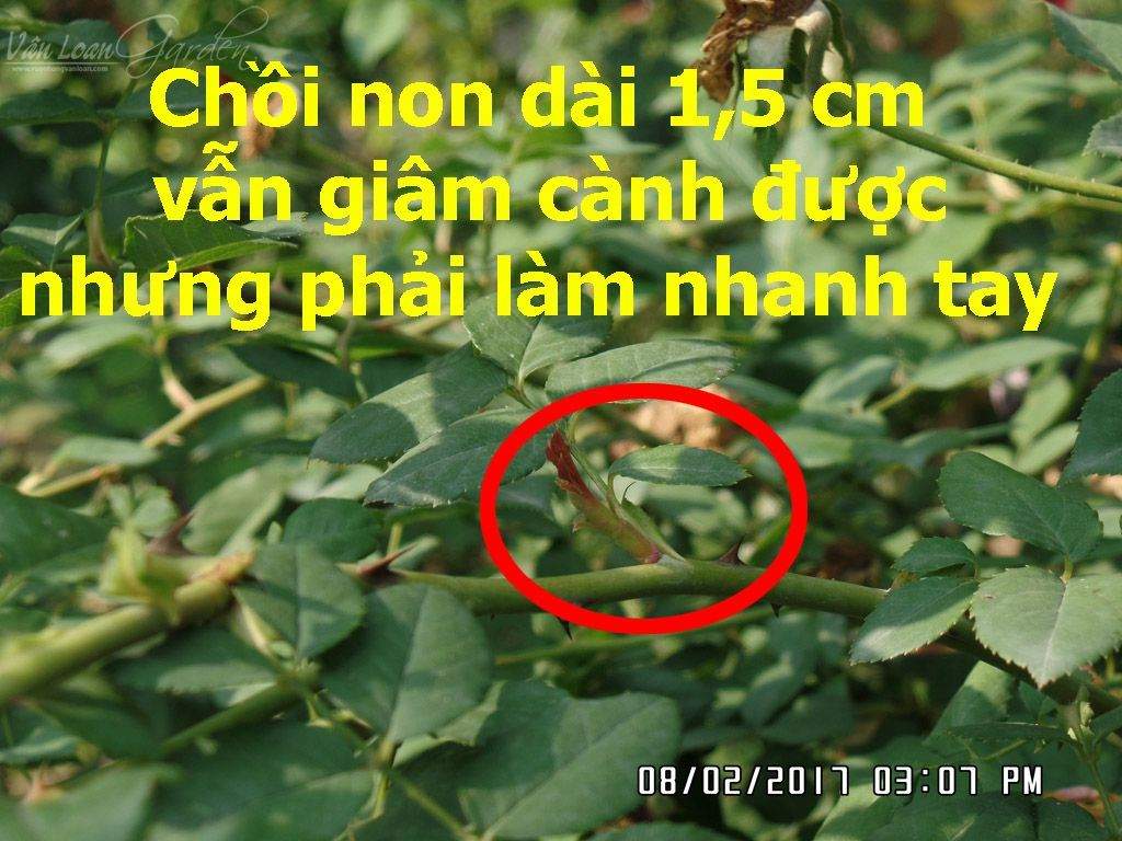 Kich-ra-re-giam-canh-hong-Homoril-Israel 5