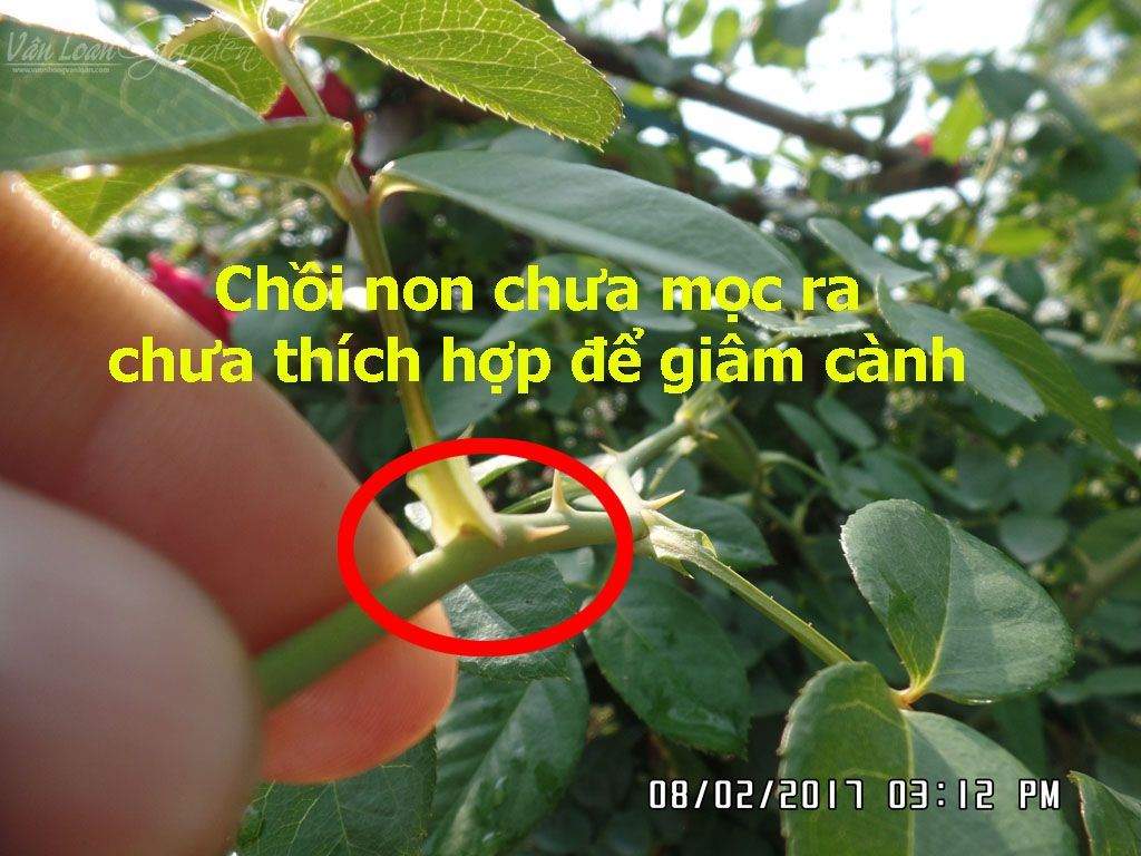 Kich-ra-re-giam-canh-hong-Homoril-Israel 7