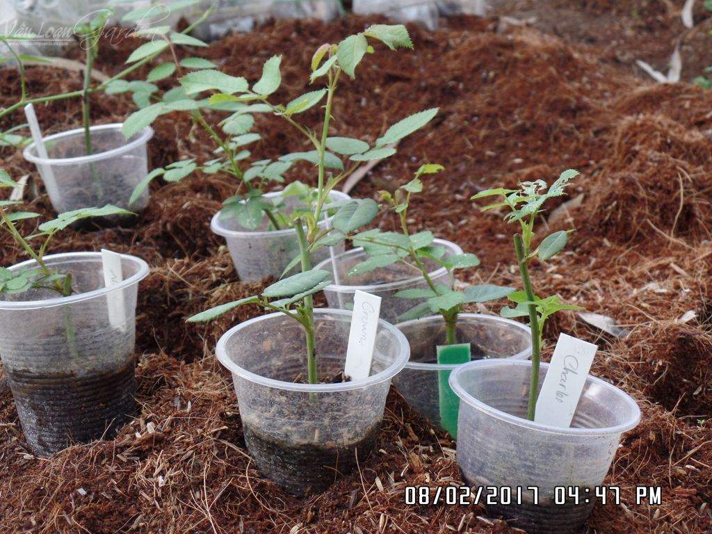 Kich-ra-re-giam-canh-hong-Homoril-Israel 9