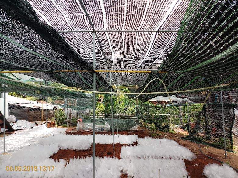 Kich-ra-re-giam-canh-hong-Homoril-Israel 17