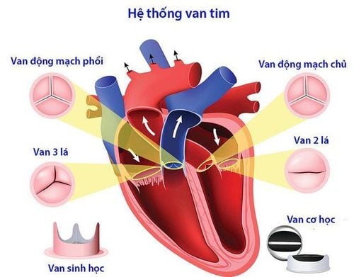 Tim hoạt động như thế nào và bơm máu qua cơ thể con người ra sao?