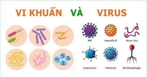 Chẩn đoán nhiễm trùng do vi khuẩn và virus