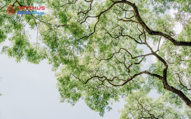 Vì sao lá cây có màu xanh? Hành trình ánh sáng, chất diệp lục và sự sống trên Trái Đất