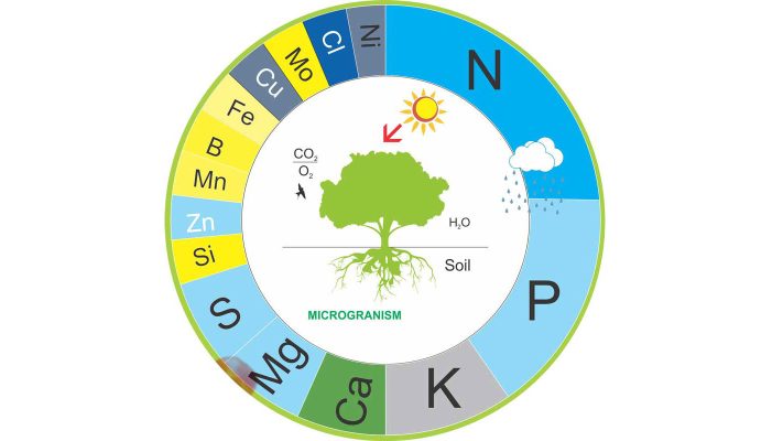Vì sao cần bón phân cho cây trồng? - Công ty Liên doanh phân bón Hữu Nghị