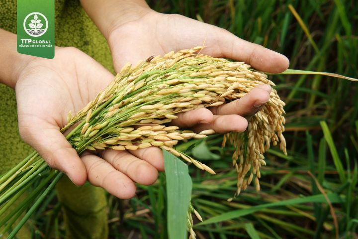 Năng suất hạt gạo trong vụ hè thu