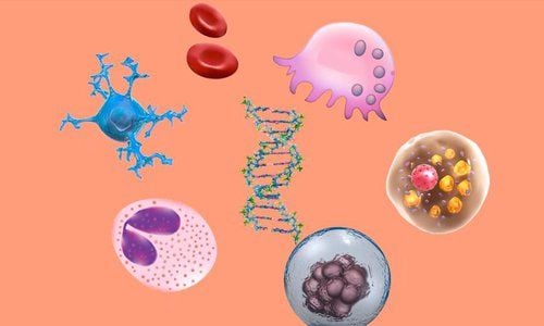 Tế bào nào dài nhất trong cơ thể người?