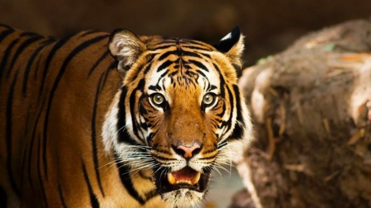 Vận mệnh của 12 con giáp trong năm Bính Ngọ 2026