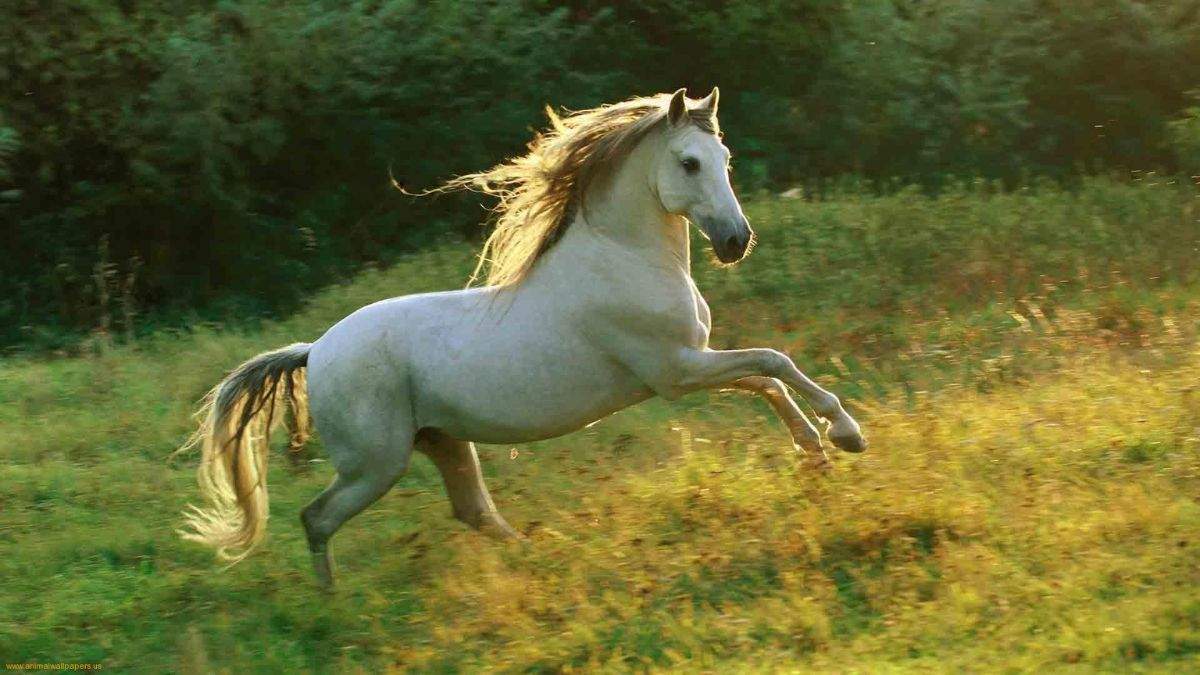 Vận mệnh của 12 con giáp trong năm Bính Ngọ 2026