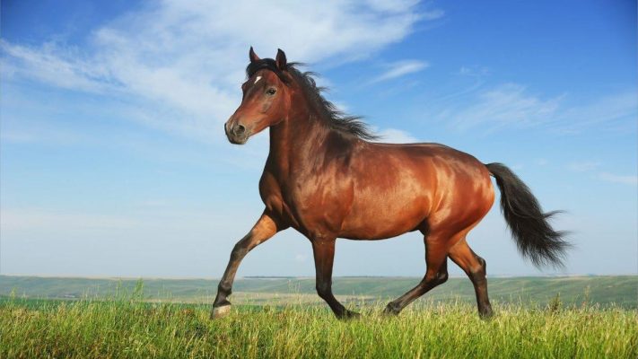 Năm 2026 là năm con gì? Mệnh gì? Hợp với tuổi nào?