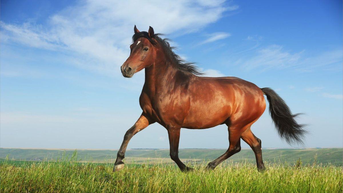 Năm 2026 là năm con gì? Năm 2026 là năm con Ngựa