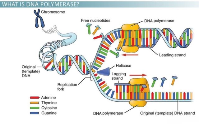 DNA Polymerase là gì? Vai trò, cơ chế hoạt động và ứng dụng