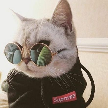 Ảnh đại diện hình mèo