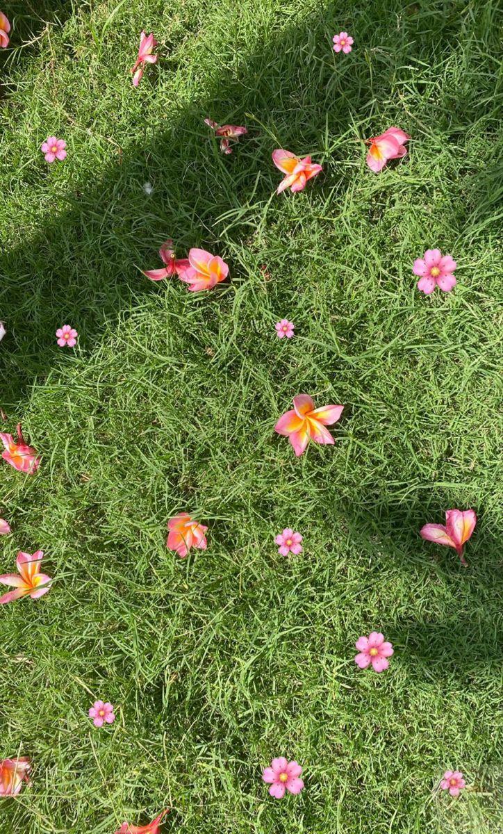 Thảm xanh mở ra cảm giác an yên và nhẹ nhõm cho tâm hồn