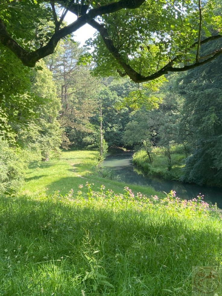 Ảnh cây cỏ chill