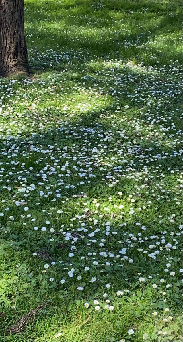 Không gian xanh dịu mát giúp ta thả lỏng và sống chậm rãi